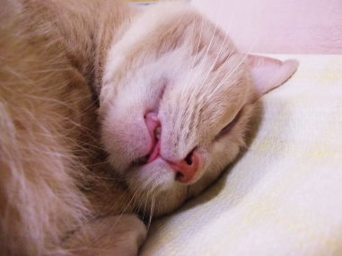 川猫見習い何してた????? 川猫見習い何してた?????