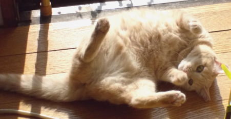 川猫見習い何してた????? 川猫見習い何してた?????