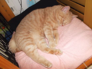 川猫見習い何してた????? 川猫見習い何してた?????