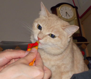 川猫見習い何してた????? 川猫見習い何してた?????