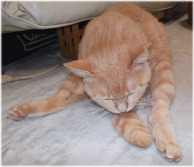 17川猫見習い何してた? 17川猫見習い何してた?