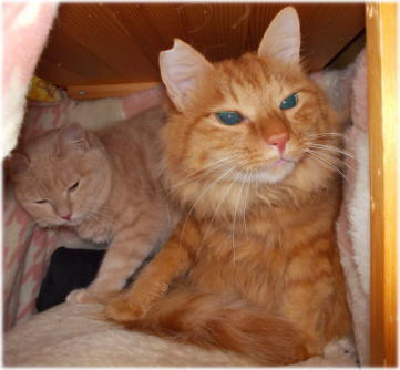 17川猫見習い何してた? 17川猫見習い何してた?