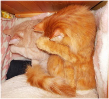 17川猫見習い何してた? 17川猫見習い何してた?
