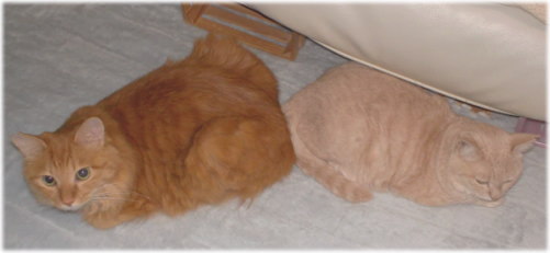 10.29 川猫見習い何してた????? 10.29 川猫見習い何してた?????