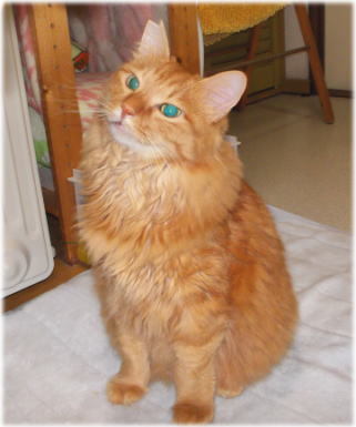 川猫見習い何してた??? 川猫見習い何してた???