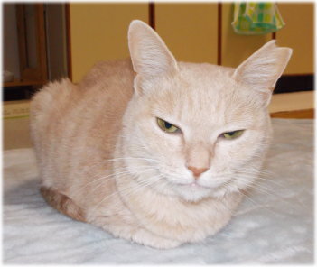 川猫見習い何してた??? 川猫見習い何してた???