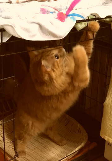18.10.14 川猫見習い何してた?? 18.10.14 川猫見習い何してた??