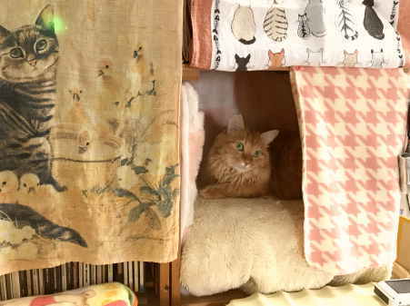 18.10.14 川猫見習い何してた?? 18.10.14 川猫見習い何してた??