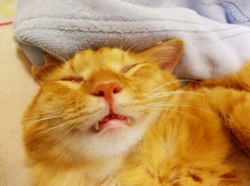 川猫見習い何してた?? 川猫見習い何してた??