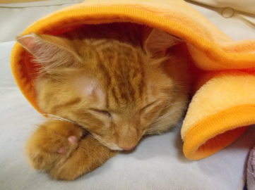 川猫見習い何してた?? 川猫見習い何してた??