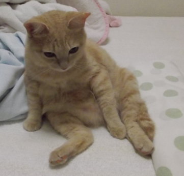 川猫見習い何してた?? 川猫見習い何してた??
