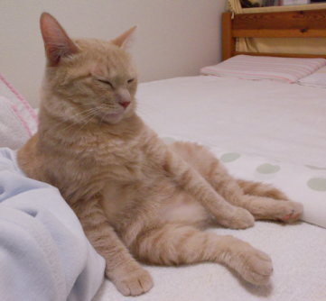 川猫見習い何してた?? 川猫見習い何してた??