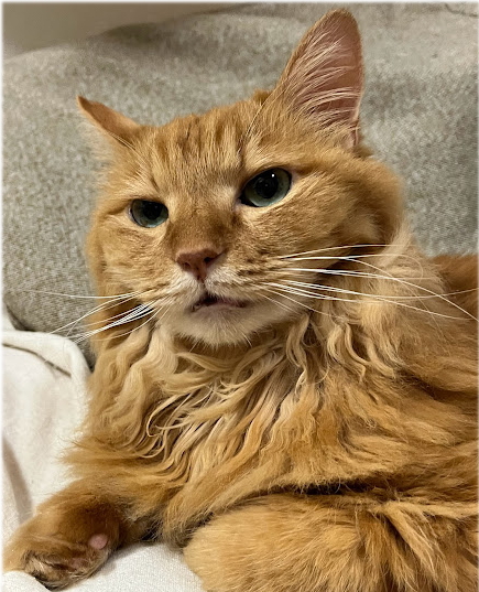 川猫見習い何してた? 川猫見習い何してた?