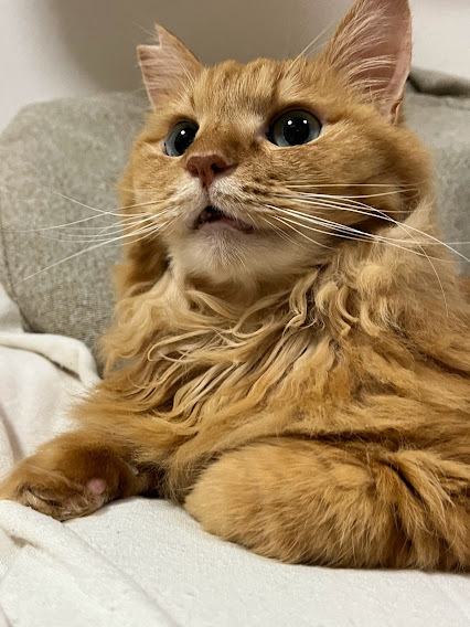 川猫見習い何してた? 川猫見習い何してた?