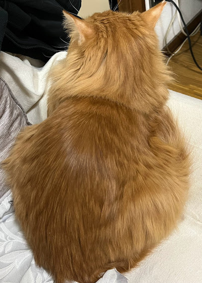 川猫見習い何してた? 川猫見習い何してた?
