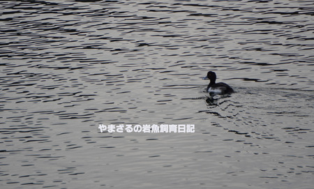 進撃の川鵜~352~ 進撃の川鵜~352~