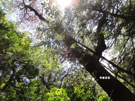 2020年の舞茸とり 2020年の舞茸とり