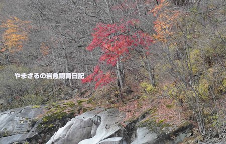 進撃の川鵜~352~ 進撃の川鵜~352~