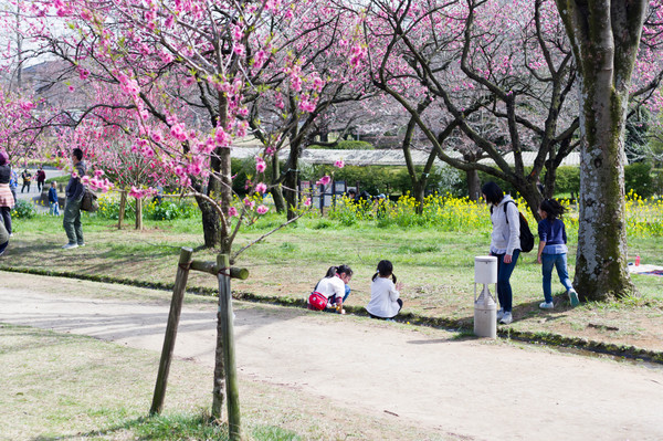 2020年4月 はなももを見に 2020年4月 はなももを見に