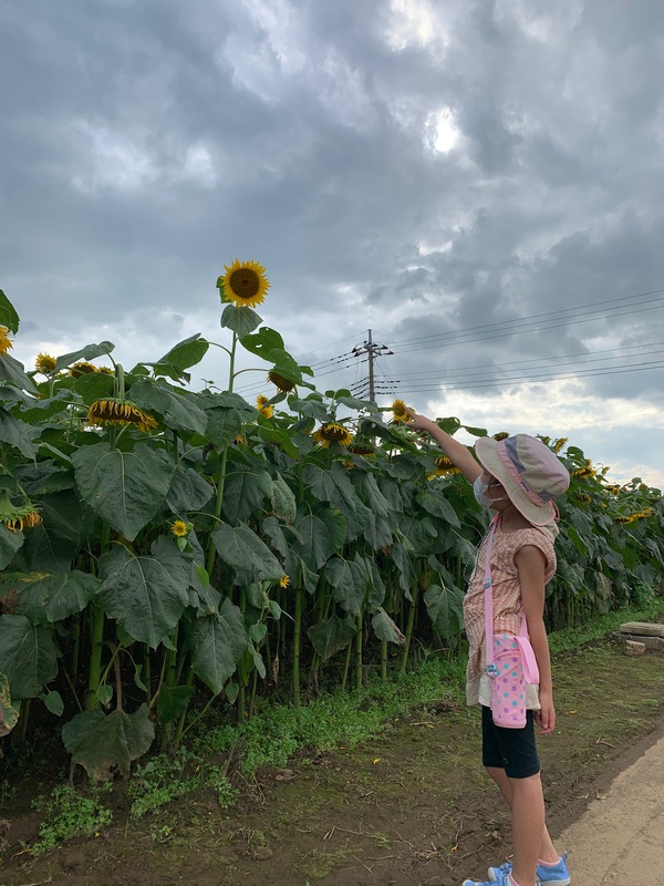 2020年7月下旬 ひまわりを見に 2020年7月下旬 ひまわりを見に