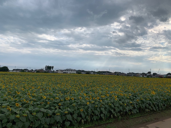 2020年7月下旬 ひまわりを見に 2020年7月下旬 ひまわりを見に