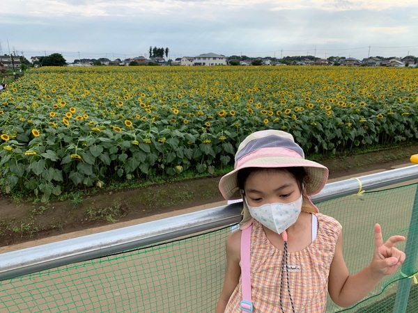 2020年7月下旬 ひまわりを見に 2020年7月下旬 ひまわりを見に