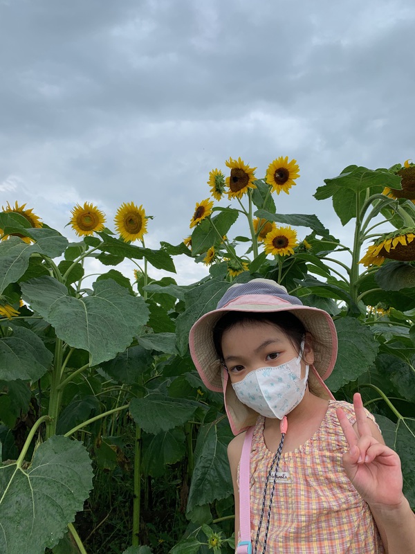 2020年7月下旬 ひまわりを見に 2020年7月下旬 ひまわりを見に