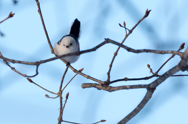 2015年2月 久しぶりの野鳥 2015年2月 久しぶりの野鳥