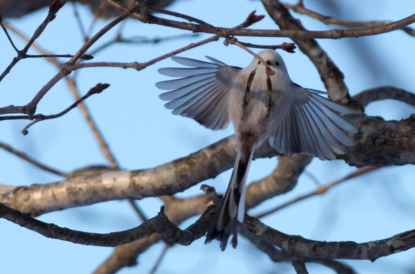 2015年2月 久しぶりの野鳥 2015年2月 久しぶりの野鳥