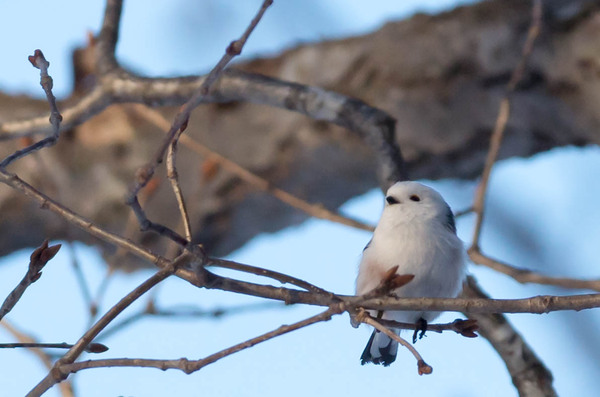 2015年2月 久しぶりの野鳥 2015年2月 久しぶりの野鳥