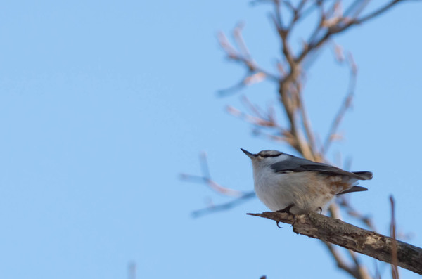 2015年2月 久しぶりの野鳥 2015年2月 久しぶりの野鳥