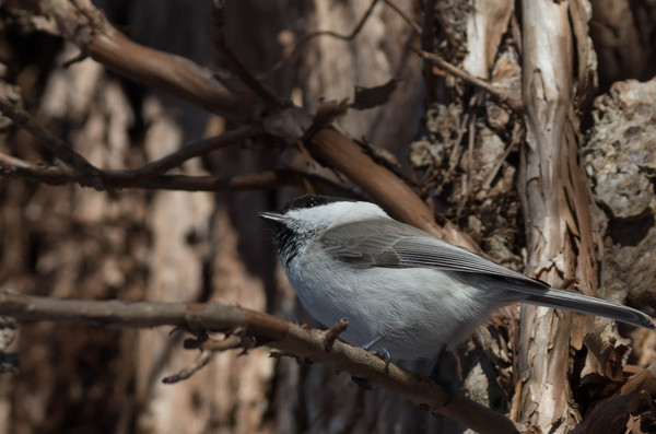 2015年2月 久しぶりの野鳥 2015年2月 久しぶりの野鳥