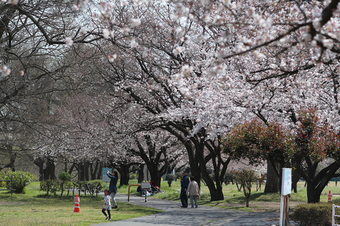 近くの公園で桜をパチリです