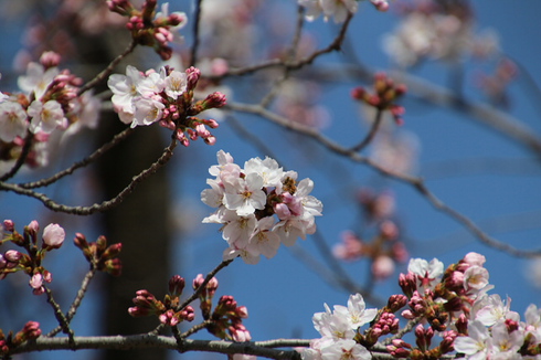 近くの公園で桜をパチリです
