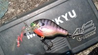 6/4新川釣行
