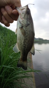 6/4新川釣行
