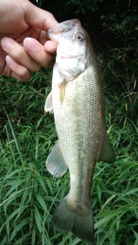 房総ダム釣行