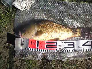 木枯らしの中の鯉釣り
