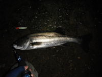 2011年11月29日　シーバス釣り　マリブ