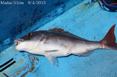 8月のタイ・青物釣り
