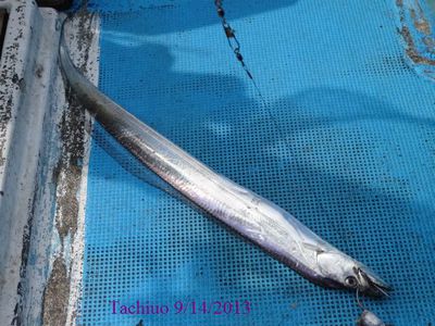 9月はタチウオ釣り