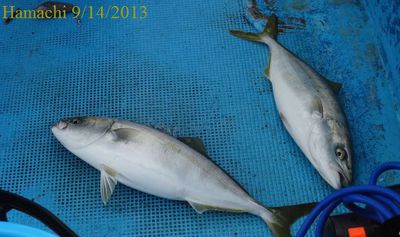 9月はタチウオ釣り