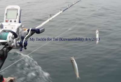 8月のタイ・青物釣り