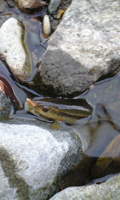 インチキテンカラ