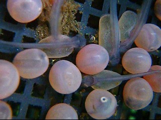 サンクチュアリ(三重県管理釣り場)と発眼卵孵化状況観察