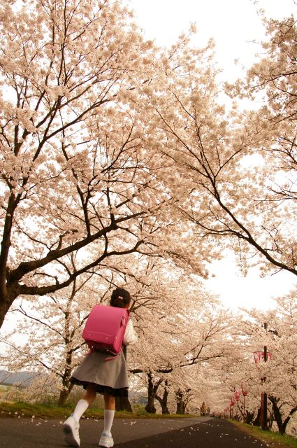 桜のトンネル～入学式♪