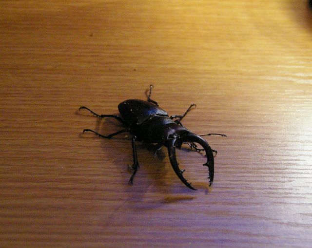 捕ったどぉ~!