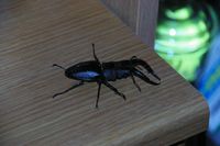 捕ったどぉ~!