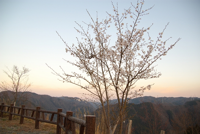 西山高原花見会♪