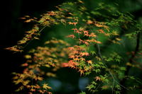 地元の轟渓谷の紅葉です